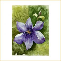 Clematis, Aquarell, 2004
