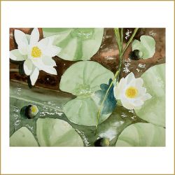 Seerosen, Aquarell, 2008