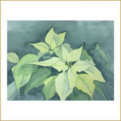 Weisser Weihnachtsstern, Aquarell, 2004