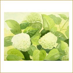 Schneeball, Aquarell, 2008