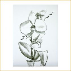 Phalaenopsis, Kohleskizze, 2004
